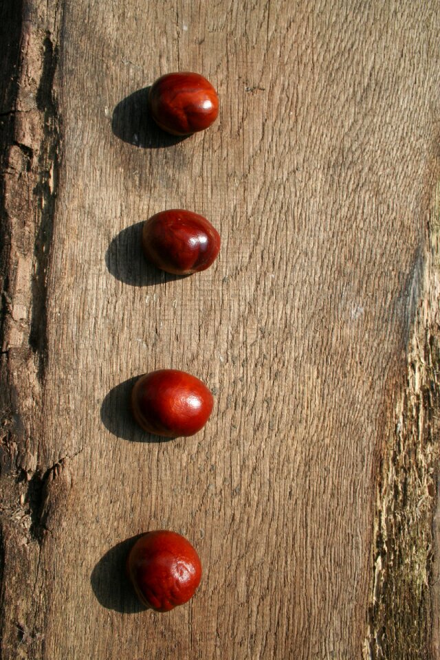 Close up autumn fruit tree