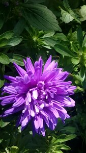 Flower plant garden flower