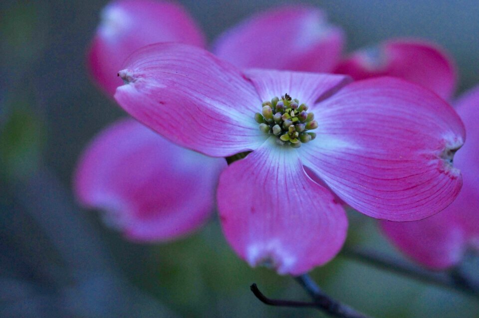 Flower spring