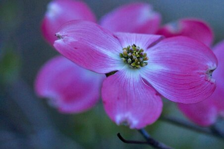 Flower spring