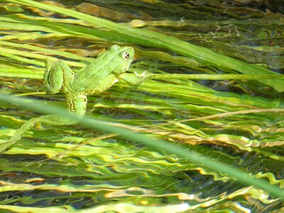 Green aquatic plants camouflage photo