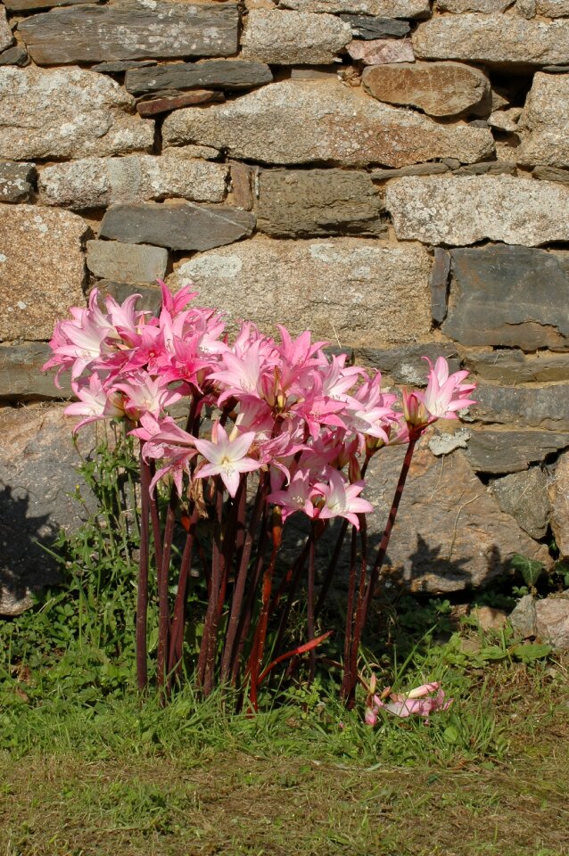 Bloom pink lily nature