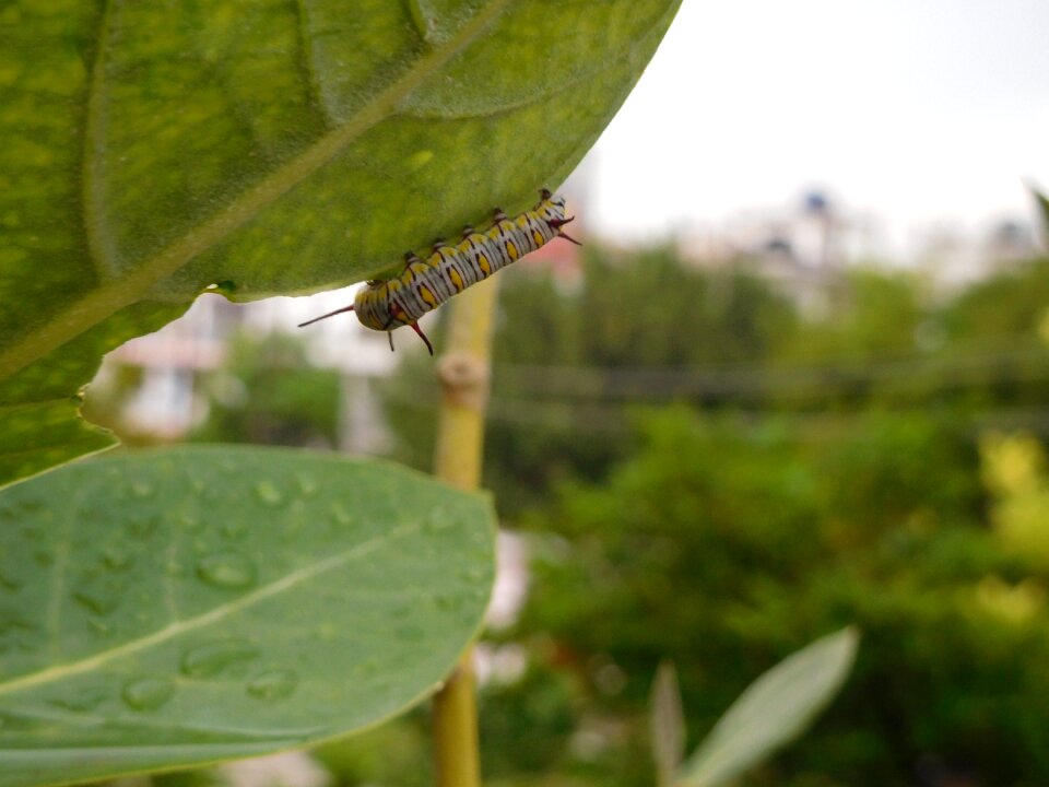 Biology summer caterpillar