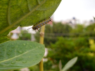 Biology summer caterpillar