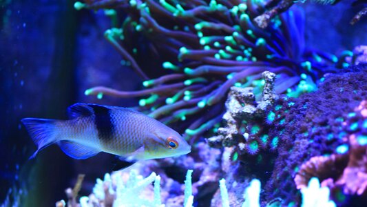 Aquarium water tank no spine