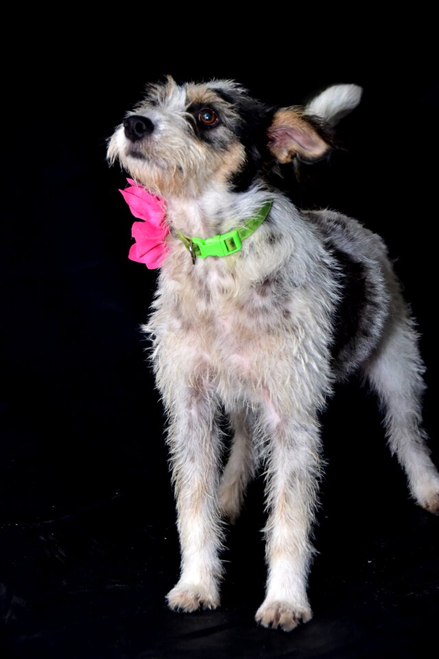Dog happy portrait