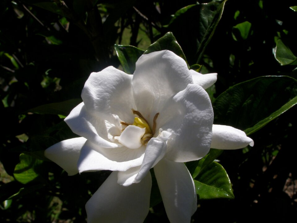 Purity spring green