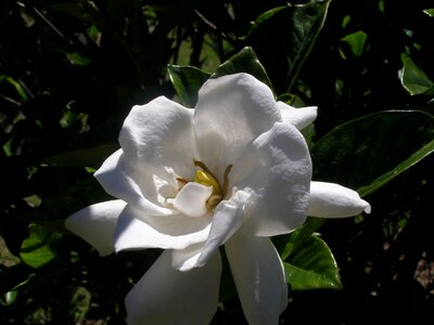 Purity spring green