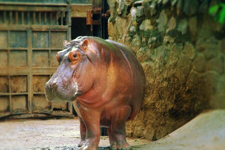 Herbivore wild cage