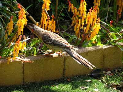 Flowers garden nature