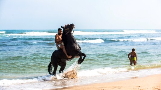 Horse horses equestrian