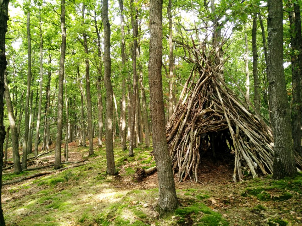 Undergrowth cabin fall