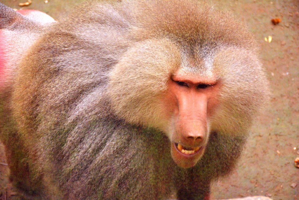 Zoo animal close-up