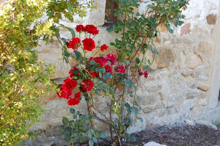 Natural stone stone wall red rose photo