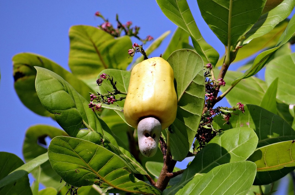 Yellow anacardiaceae tree