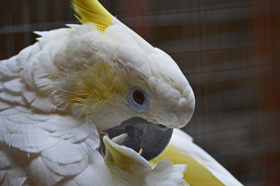 Yellow cage caught