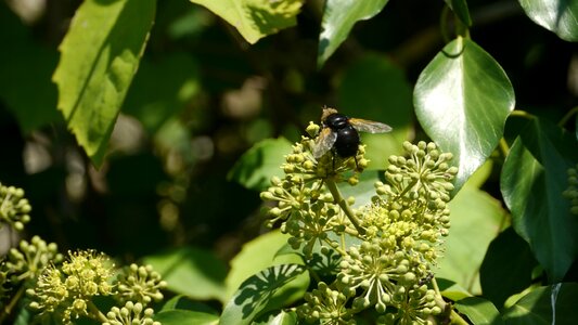 Garden forage insect