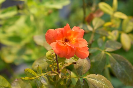 Rosaceae rose