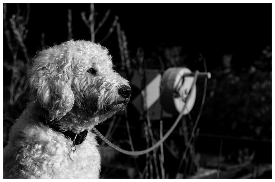 Dog hybrid wuschelig