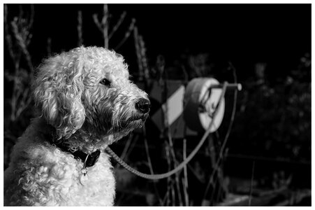 Dog hybrid wuschelig