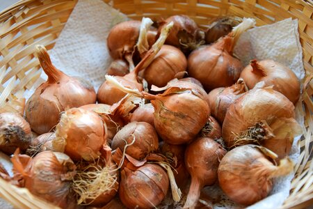 Basket harvest food