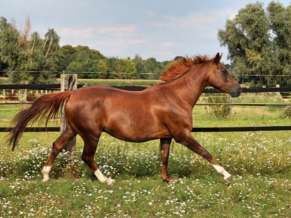 Brown warmblut western horse