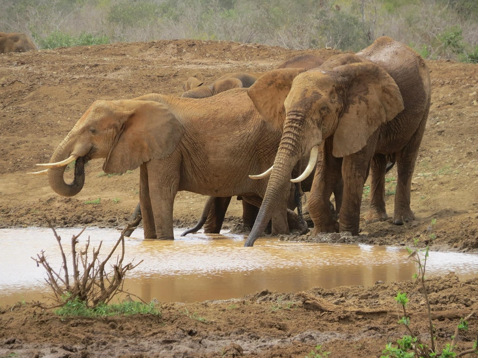 Africa mammal wildlife