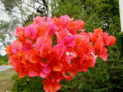 Plant bougainvillea flowers photo