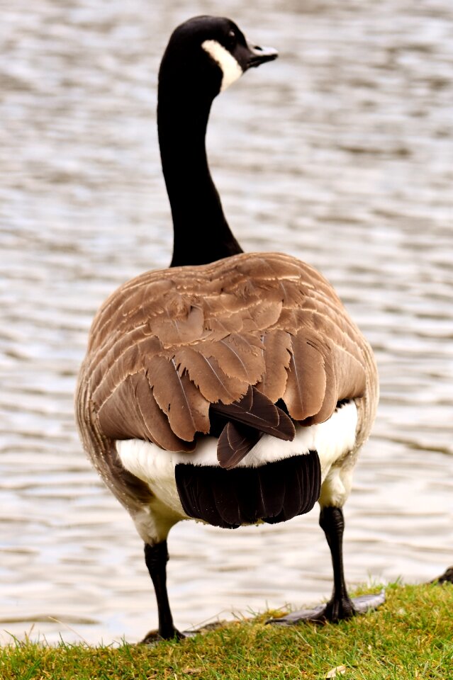 Bird poultry greylag goose