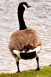 Bird poultry greylag goose