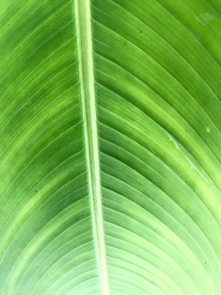 Nature plant color