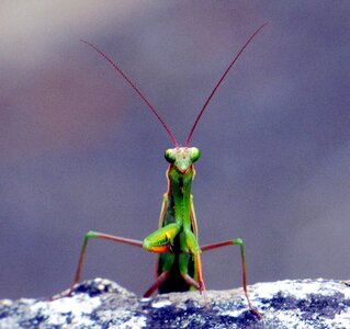 Green macro mantis religiosa photo