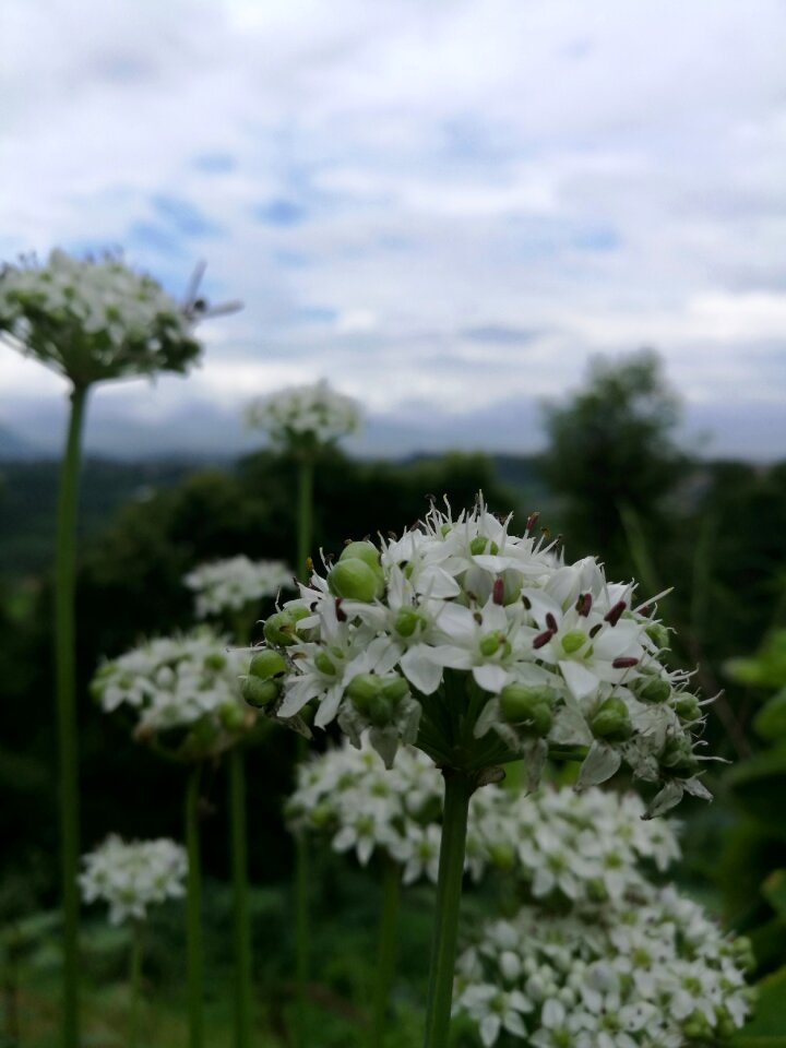 Macro image white flower