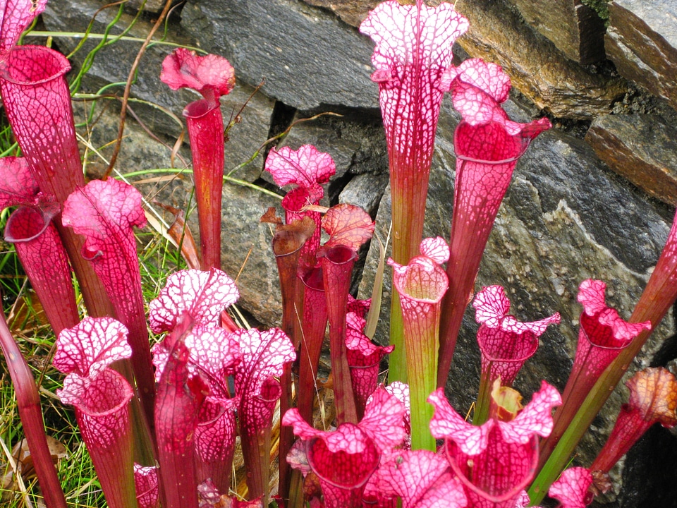 Carnivorous purple pitcher plant floral