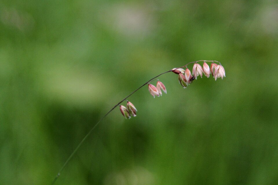 The nature of the summer macro
