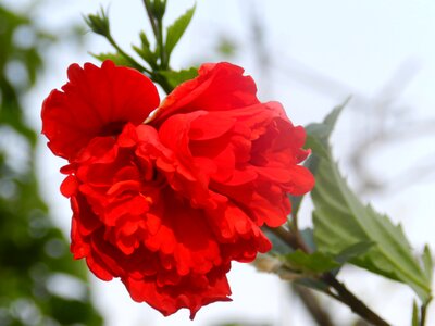 Bloom hibiscus red photo