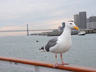 San francisco fish usa photo