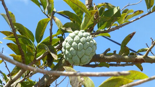 Summer nature plant