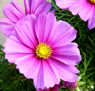 Blossom bloom pink flowers photo