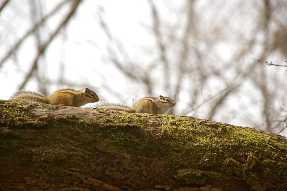 Travel mountain squirrel