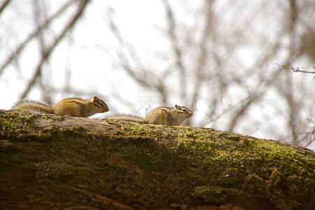 Travel mountain squirrel