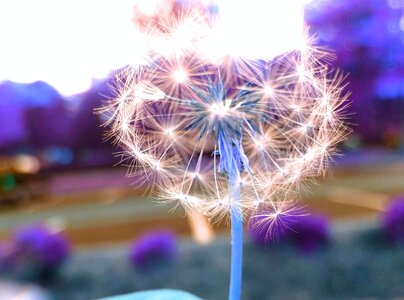 Greeting nature bloom