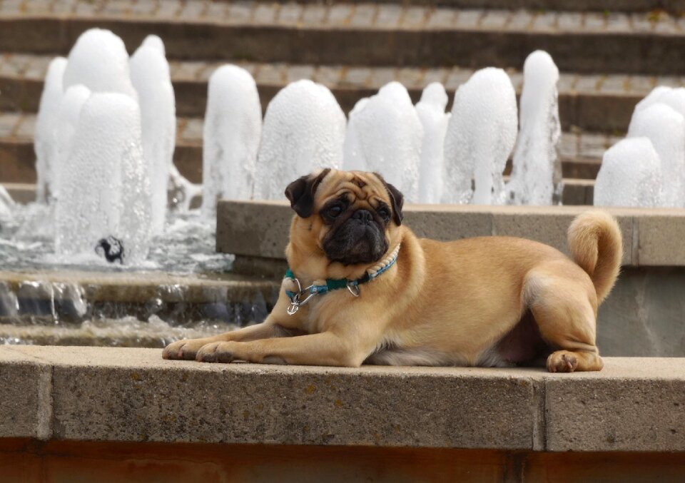 Purebred dog pet animal