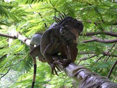 Reptile fauna exotic