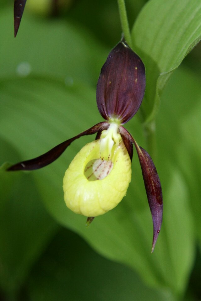 Orchid the nature of the norway