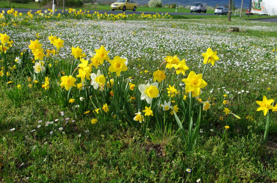 Spring meadow osterglocken