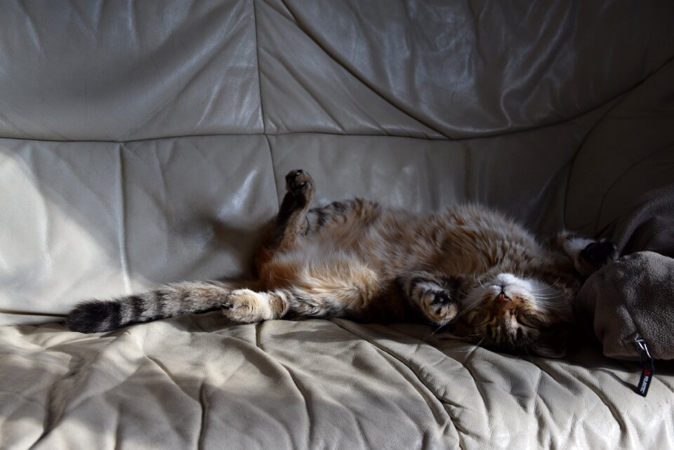 Feline domestic animal tabby cat