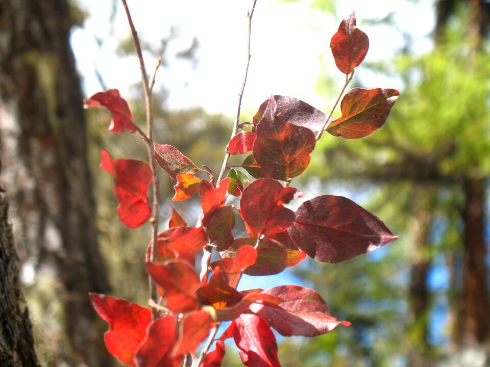Red leaves plant autumn