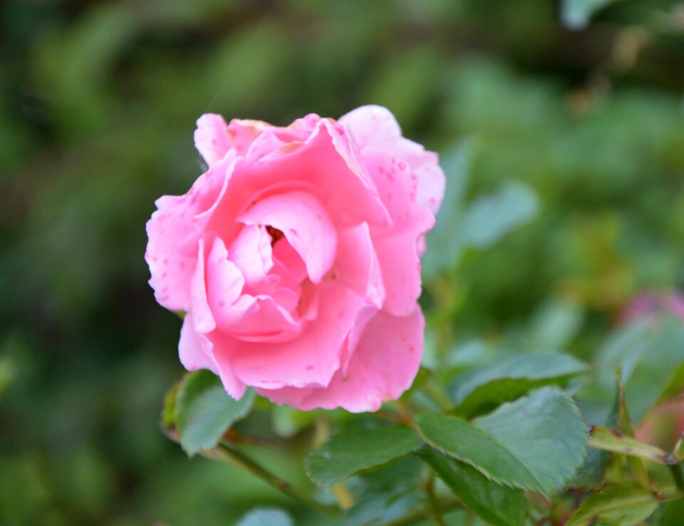 Color pink spicy petals