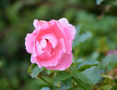 Color pink spicy petals photo